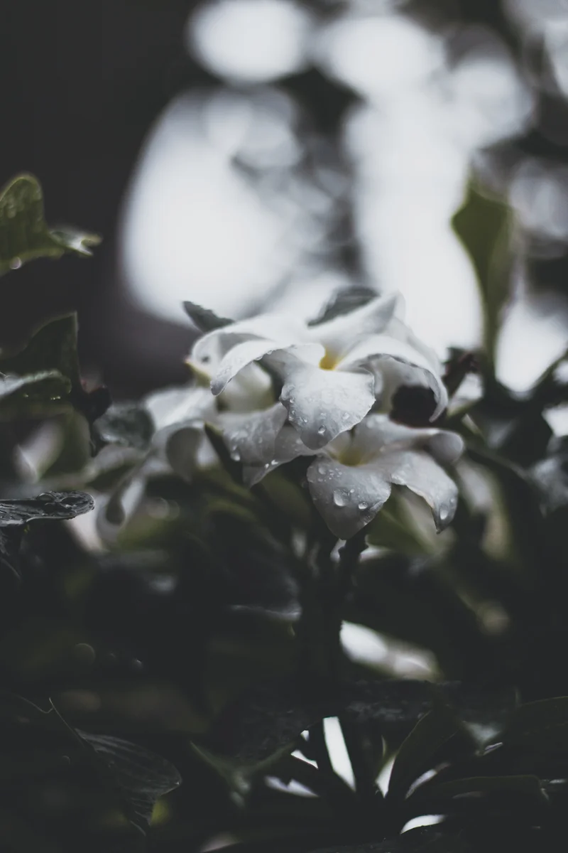 blurred background blurry background close up 2838613